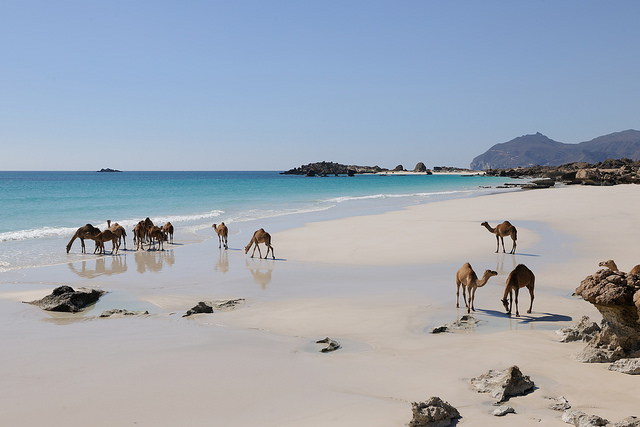 Camels on an Omani Beach